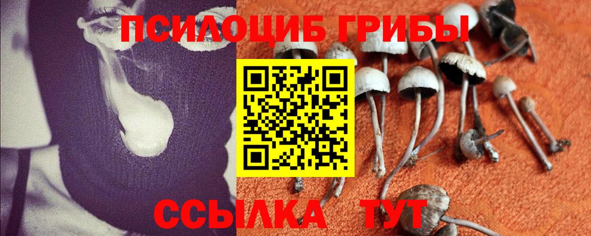 Псилоцибиновые грибы Psilocybine cubensis Зима